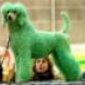 Avatar GreenDog